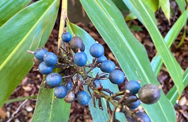 Native ginger blue berries