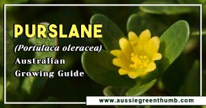 Purslane (Portulaca oleracea) Australian Growing Guide