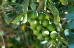 Macadamia Integrifolia - Australian Native Growing Guide