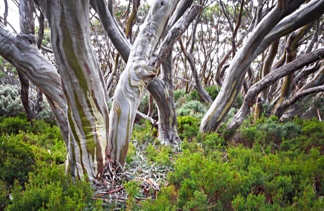 Snow gum trees in Australia