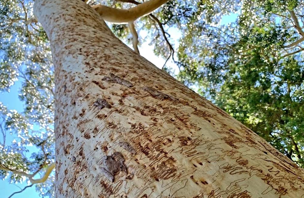 closeup of Eucalyptus racemosa