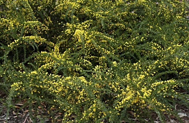 Acacia paradoxa, also known as Hedge Wattle