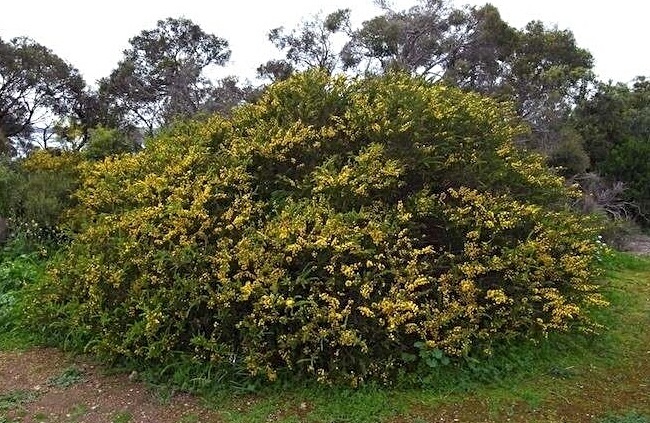 Acacia paradoxa, also known as Kangaroo Thorn