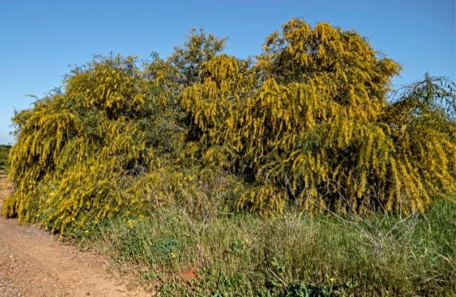 Acacia saligna, also known as orange wattle