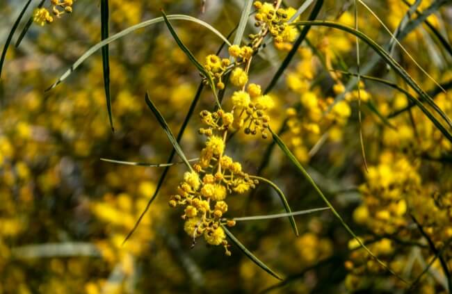 Acacia saligna, commonly known as golden wreath wattle