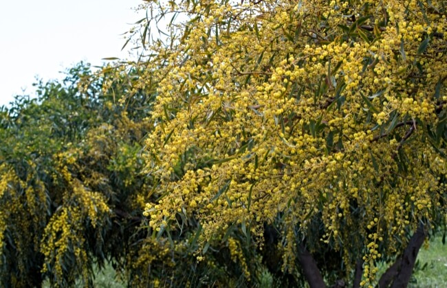 Blooming Acacia saligna