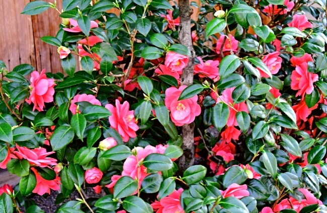 Blooming Camellia japonica