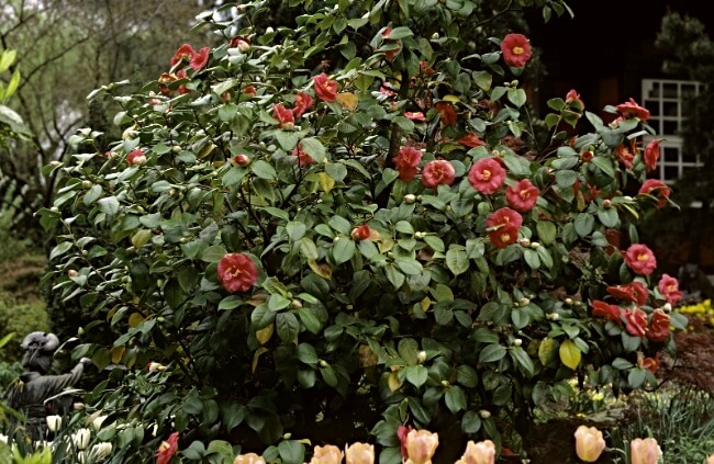 Camellia japonica, also known as Japanese Camellia