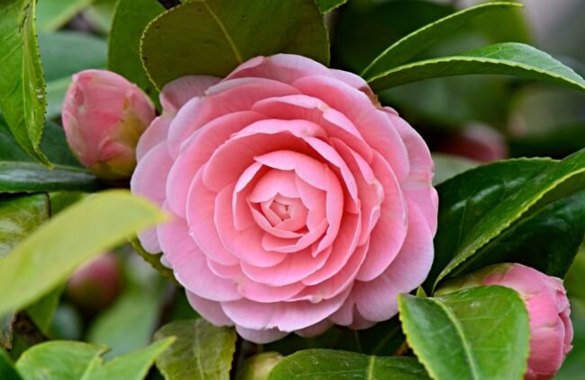 Camellia japonica flower
