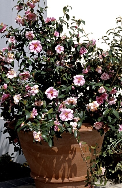 Camellia japonica grown in a pot