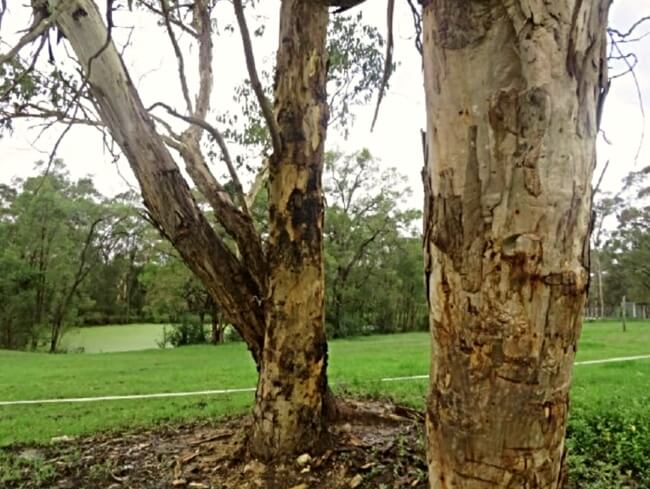 Closeup of a Eucalyptus punctata trunk