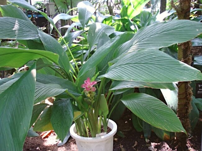 Curcuma australasica, also known as Cape York Lily, growing in a pot