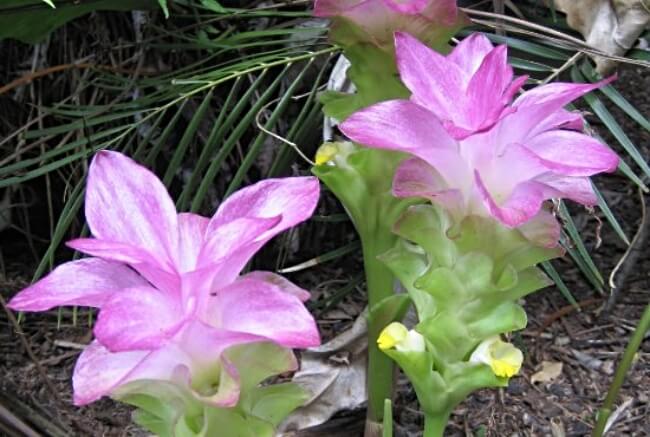 Curcuma australasica flowers