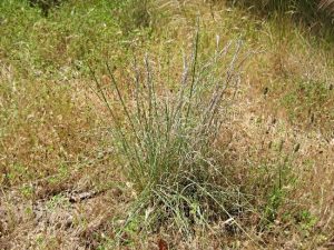 Cymbopogon ambiguus, commonly konwn as Native Lemongrass