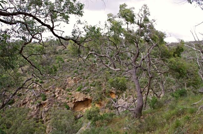 Eucalyptus macrorhyncha, commonly known as Red stringybark