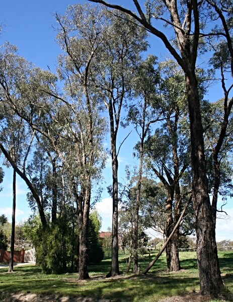 Eucalyptus macrorhyncha in Australia