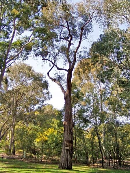 Eucalyptus macrorhyncha