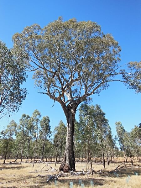 Eucalyptus melliodora, also known as Honey Box