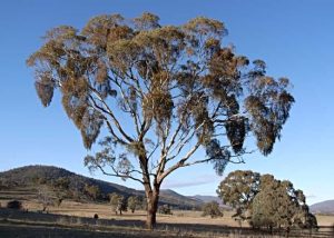Eucalyptus melliodora, commonly known as Yellow Box