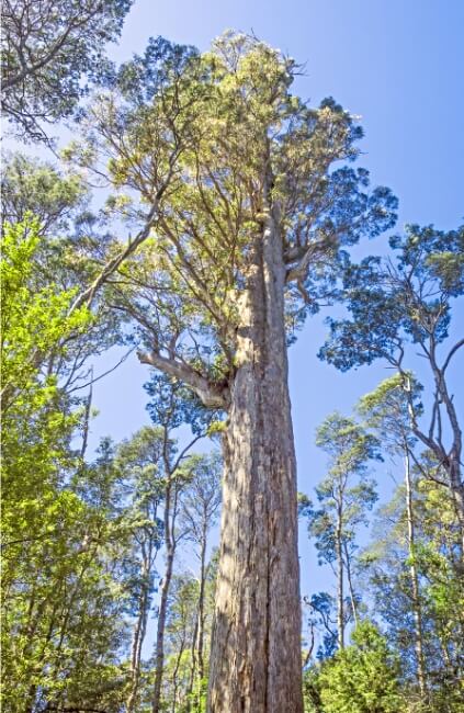 Eucalyptus obliqua, also known as Brown Top Stringbark
