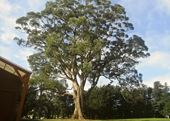 Eucalyptus obliqua, commonly known as Messmate Stringybark