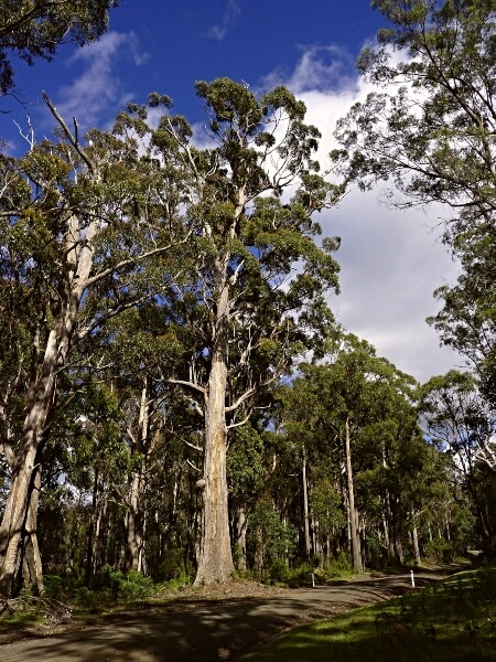 Eucalyptus obliqua in Australia