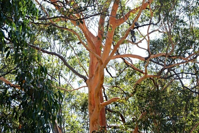 Eucalyptus punctata, commonly known as Grey gum
