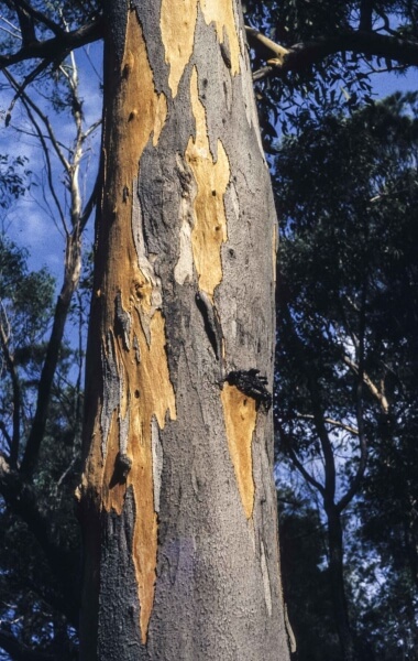Eucalyptus punctata in Australia