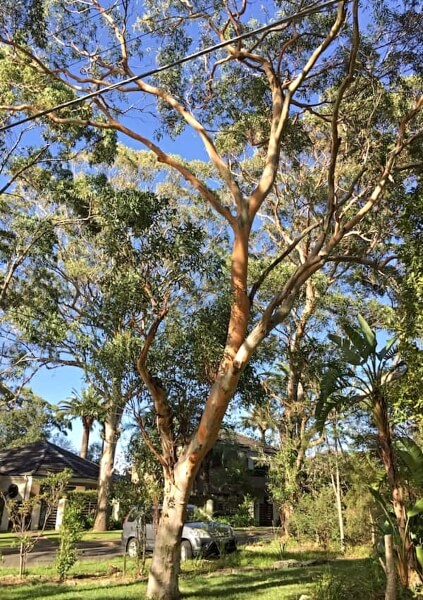 Eucalyptus punctata