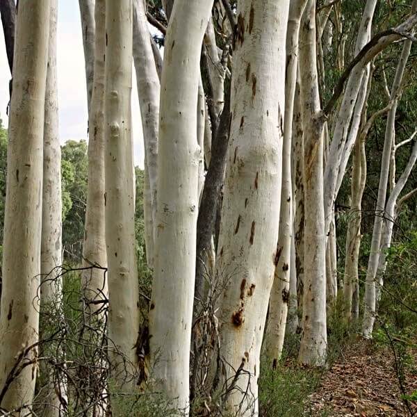 Eucalyptus racemosa, also known as narrow-leaved scribbly gum