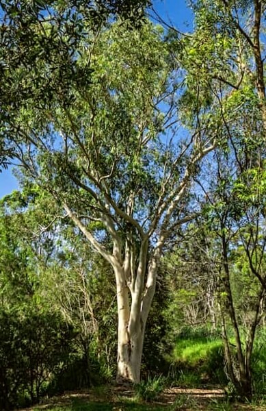 Eucalyptus racemosa in Australia