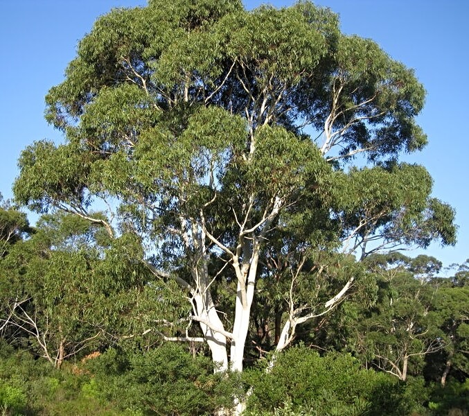 Eucalyptus racemosa