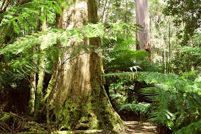 Eucalyptus regnans, commonly known as Mountain ash