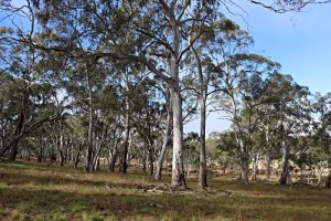 Eucalyptus viminalis, also known as Manna Gum