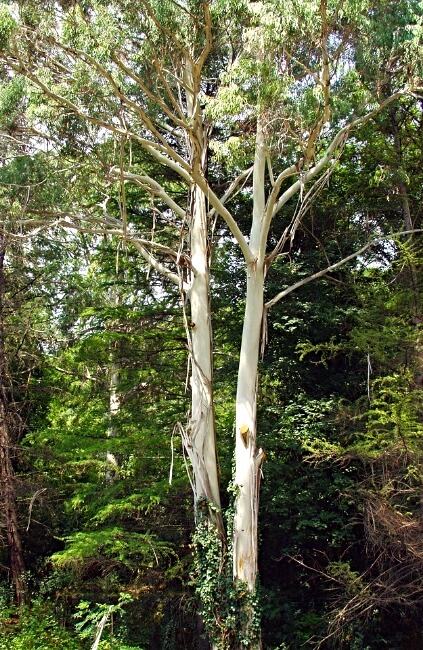 Eucalyptus viminalis, commonly known as Tasmanian White Gum