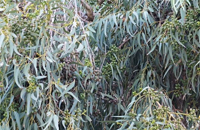 Eucalyptus viminalis foliage