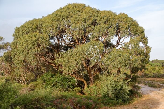 Eucalyptus viminalis subsp. pryoriana