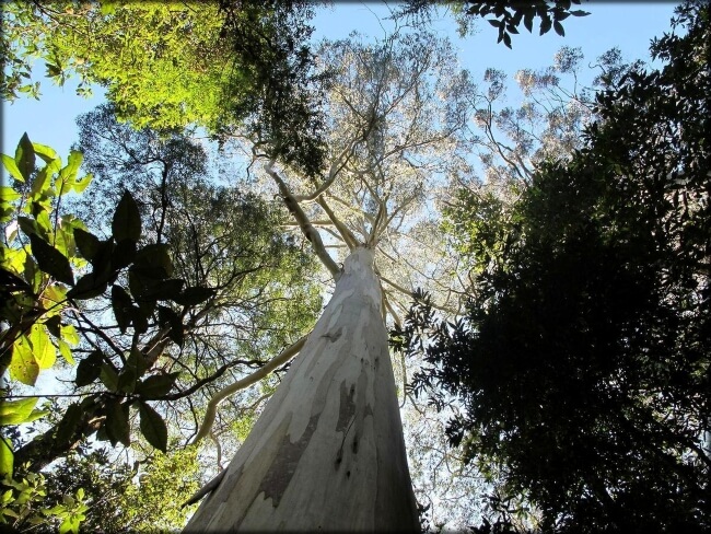 Growing Eucalyptus regnans in Australia