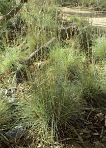 Cymbopogon ambiguus (Native Lemongrass) Growing Guide