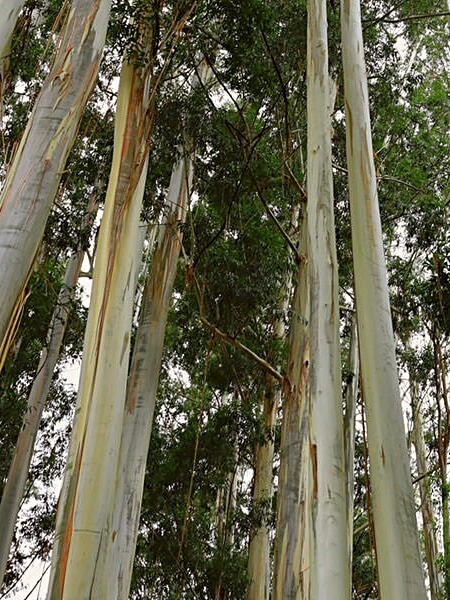 Mountain Ash Eucalyptus