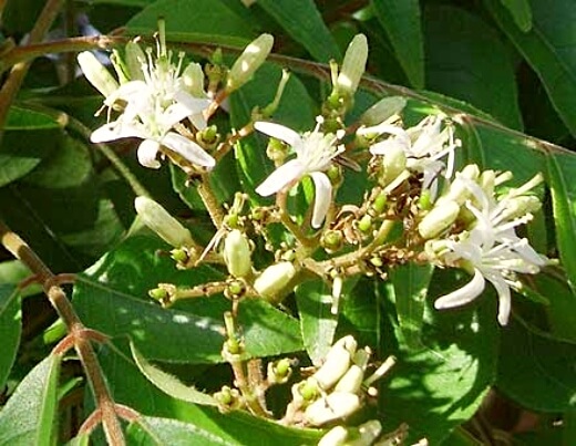 Native Tamarind Flowers