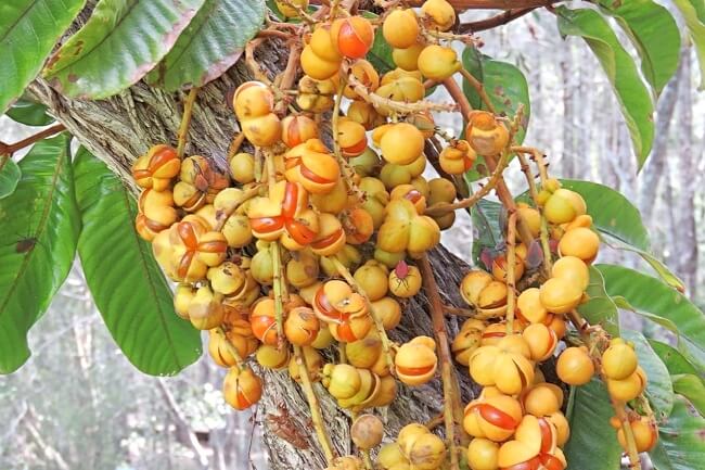 Native Tamarind Fruits