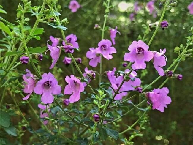 Native thyme flowers