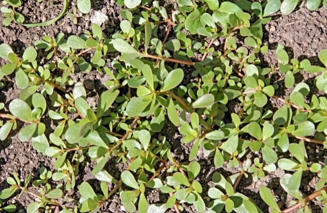 Portulaca oleracea, commonly known as Purslane