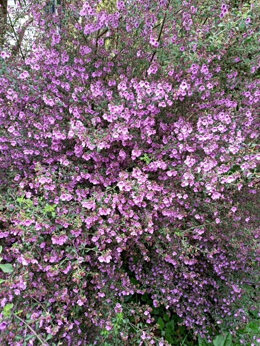 Prostanthera incisa, commonly known as Native Thyme