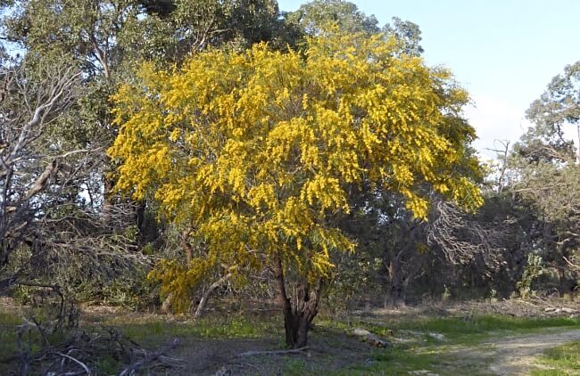 Stunning Acacia saligna