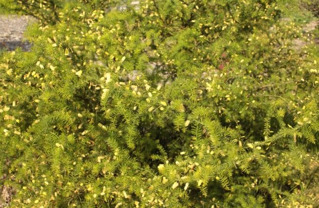 Acacia verticillata, commonly known as Prickly Moses
