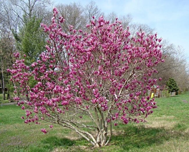 Blooming Mulan Magnolia