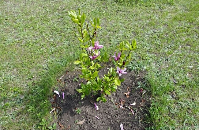 Growing Magnolia liliiflora