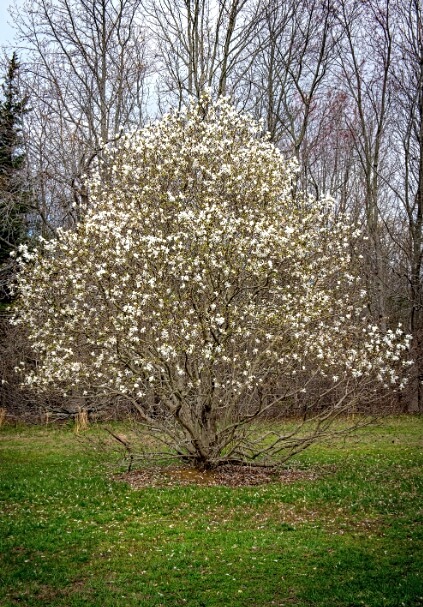 Growing Magnolia stellata in Australia